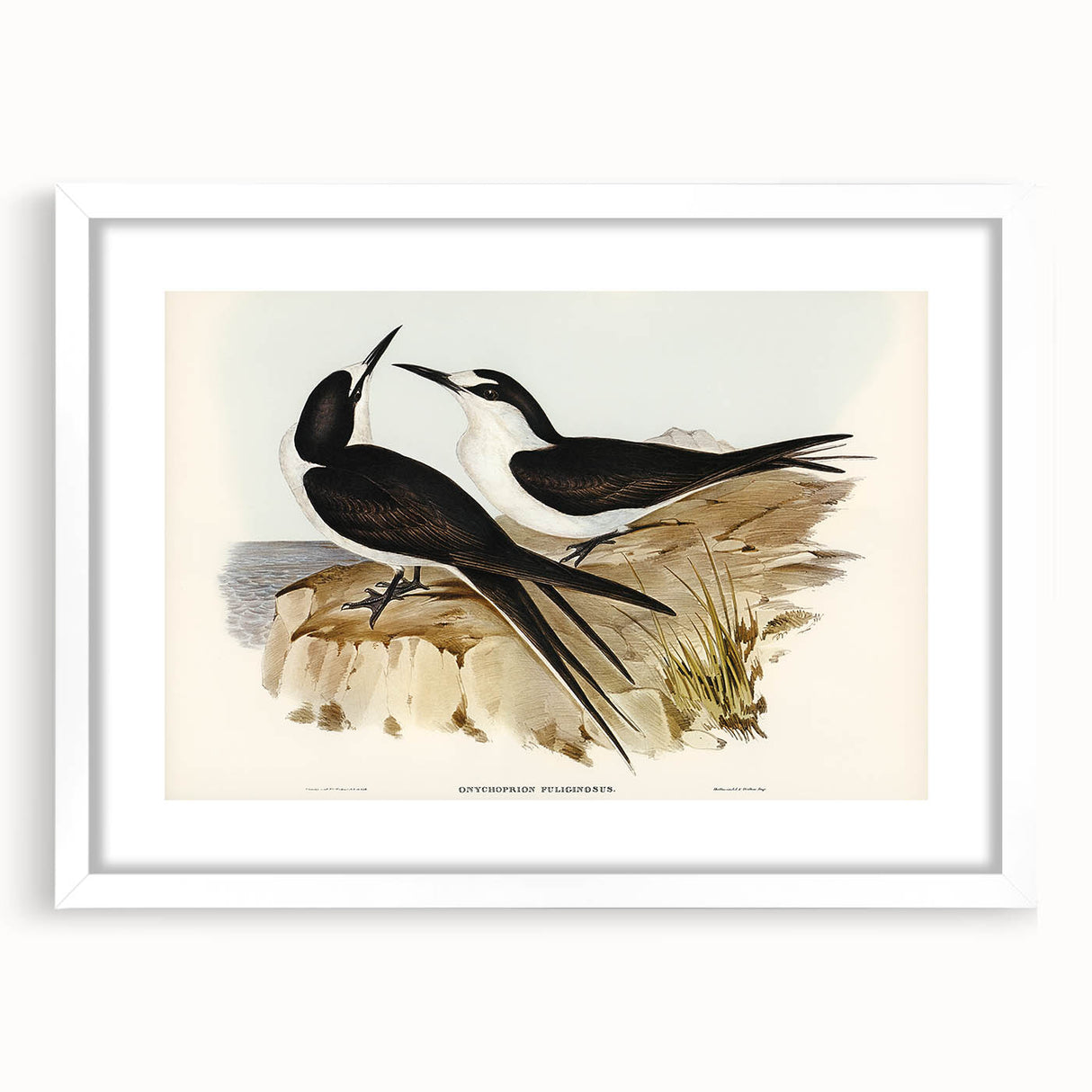 Famous Romantic Era Art - Sooty Tern Bird Illustration Canvas Print
