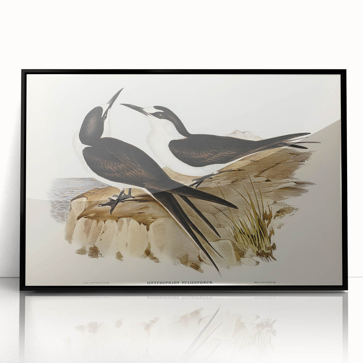Famous Romantic Era Art - Sooty Tern Bird Illustration Canvas Print