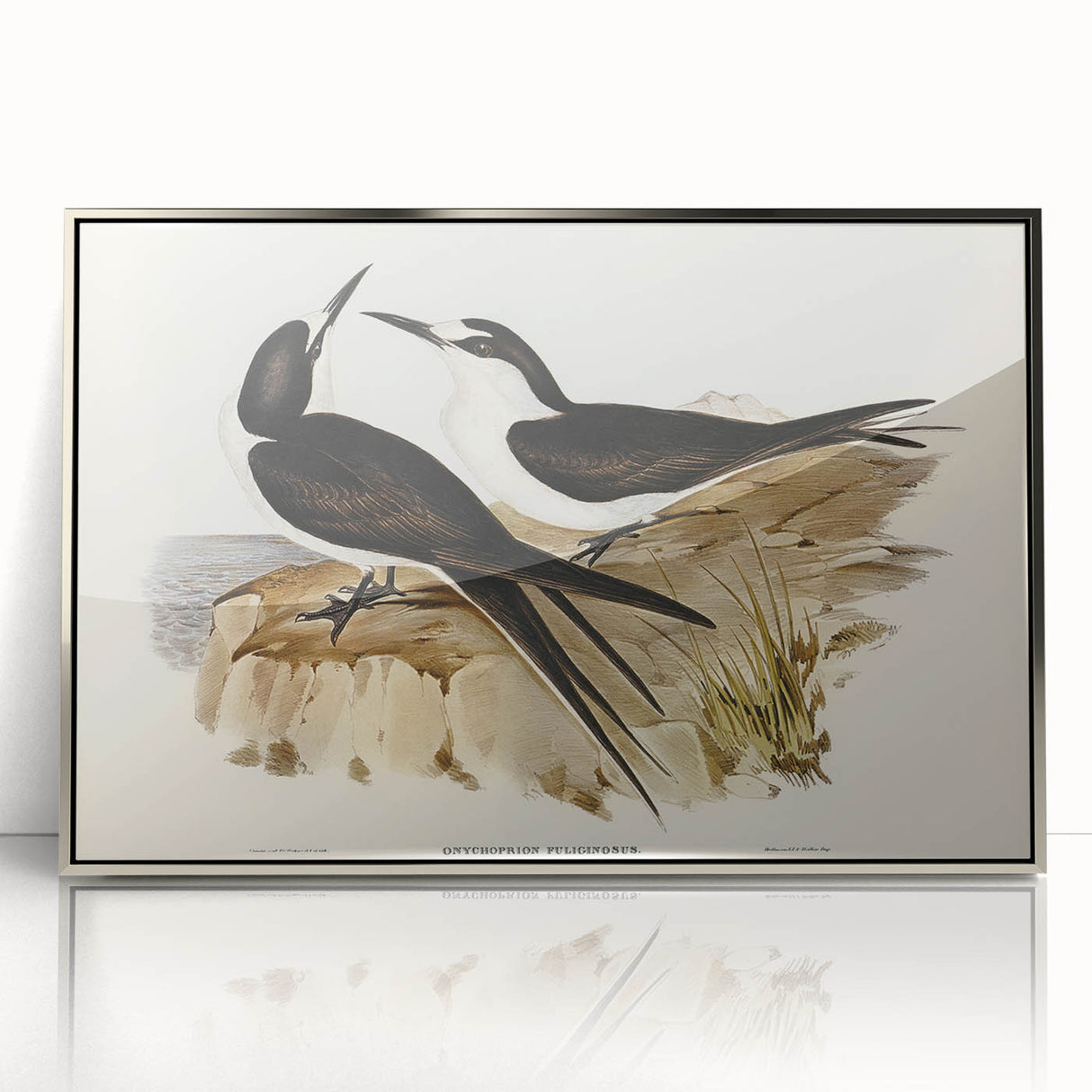 Famous Romantic Era Art - Sooty Tern Bird Illustration Canvas Print
