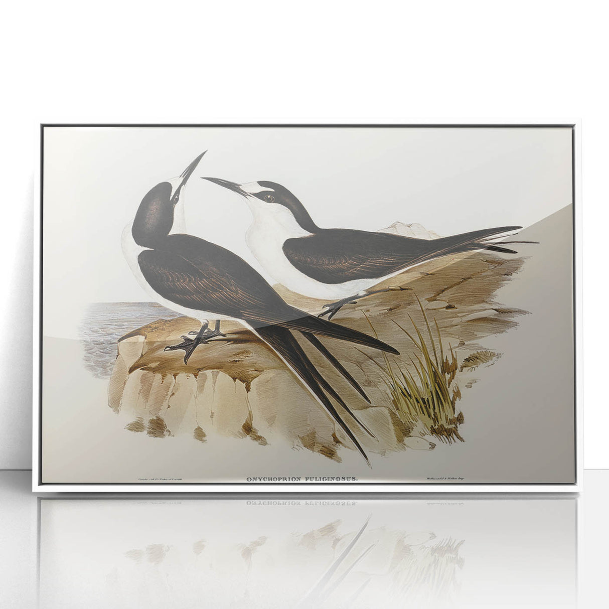Famous Romantic Era Art - Sooty Tern Bird Illustration Canvas Print