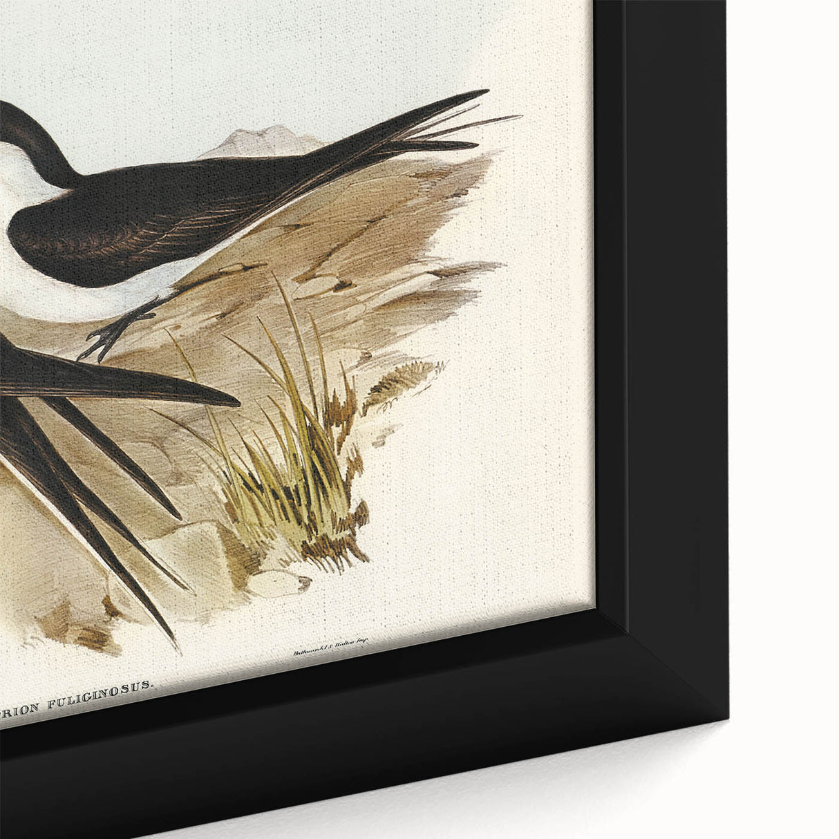 Famous Romantic Era Art - Sooty Tern Bird Illustration Canvas Print