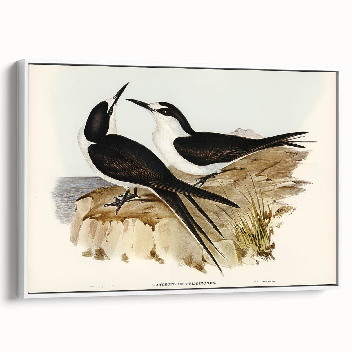 Famous Romantic Era Art - Sooty Tern Bird Illustration Canvas Print