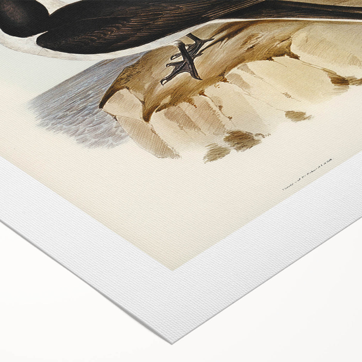 Famous Romantic Era Art - Sooty Tern Bird Illustration Canvas Print