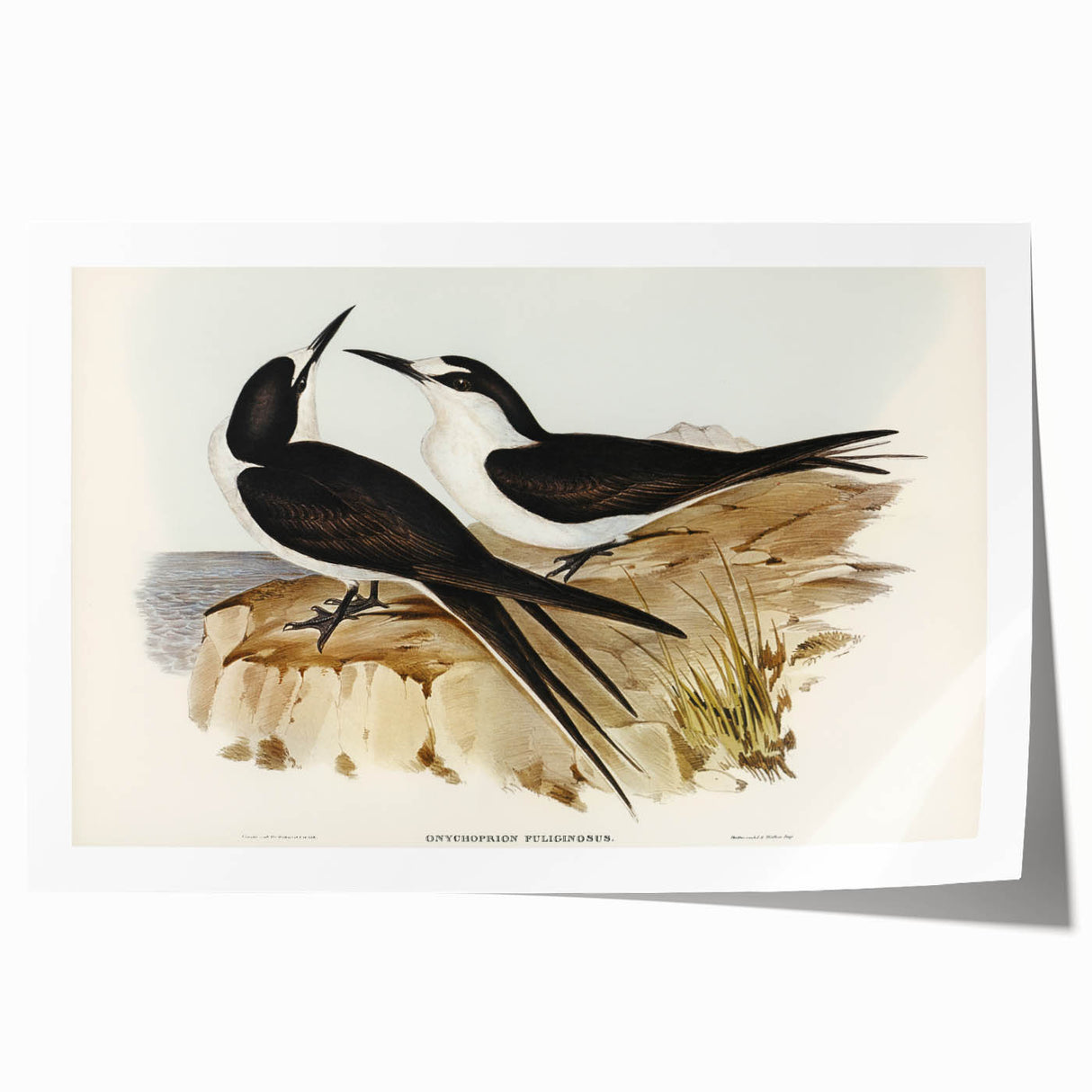 Famous Romantic Era Art - Sooty Tern Bird Illustration Canvas Print