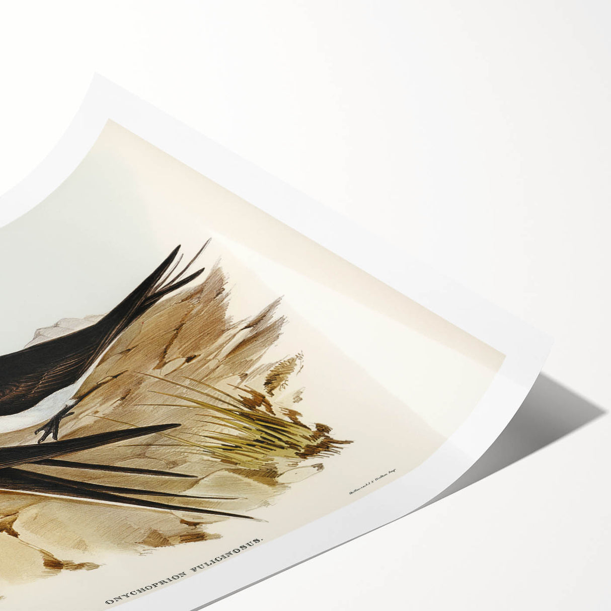 Famous Romantic Era Art - Sooty Tern Bird Illustration Canvas Print