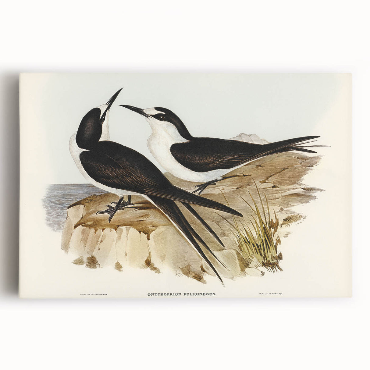 Famous Romantic Era Art - Sooty Tern Bird Illustration Canvas Print