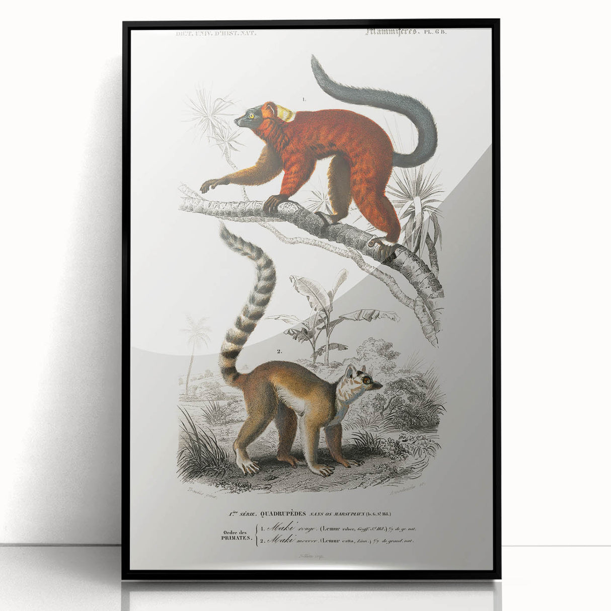 Classic Romantic Paintings: Lemurs - Historical Romanticism Canvas