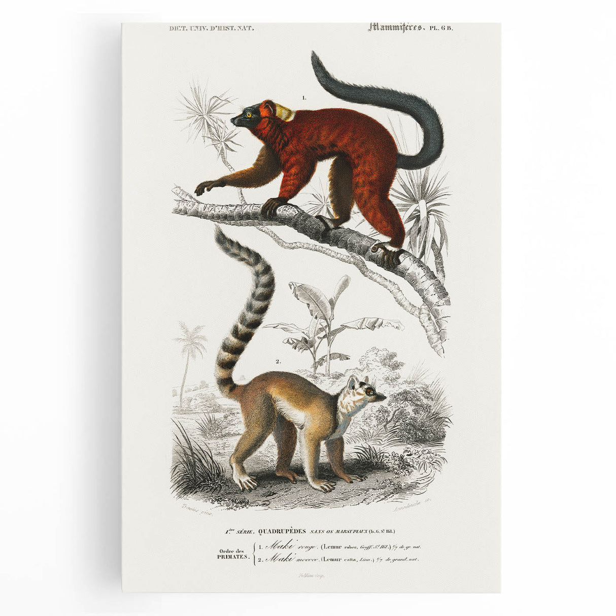Classic Romantic Paintings: Lemurs - Historical Romanticism Canvas