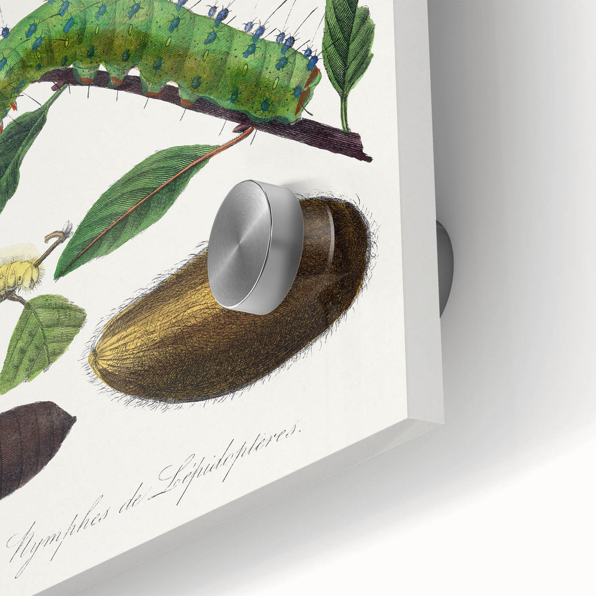 Famous Romantic Era Art - Caterpillar Illustration Canvas Print