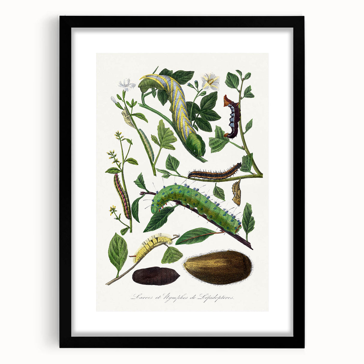 Famous Romantic Era Art - Caterpillar Illustration Canvas Print
