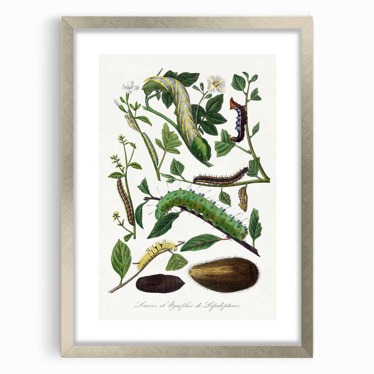 Famous Romantic Era Art - Caterpillar Illustration Canvas Print
