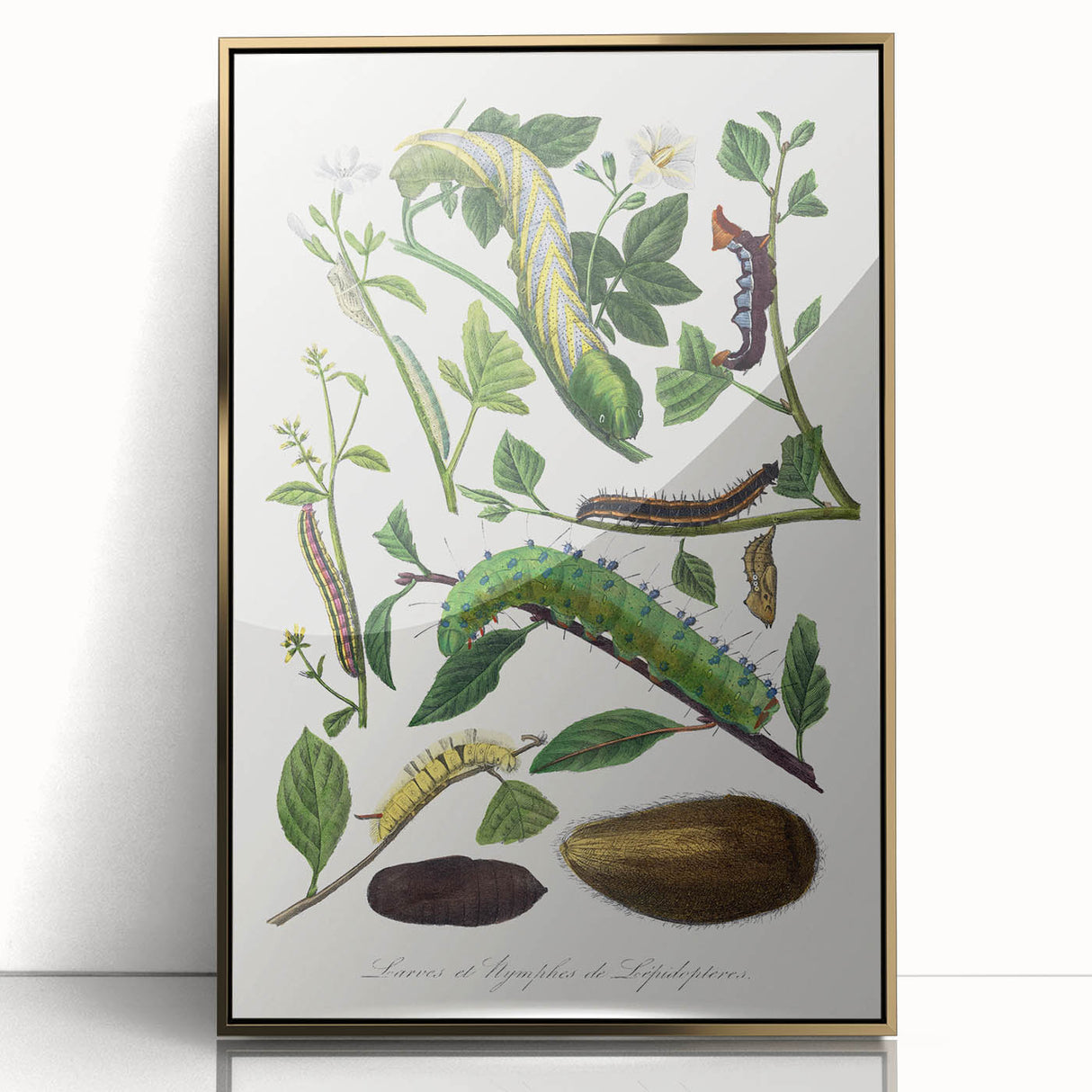 Famous Romantic Era Art - Caterpillar Illustration Canvas Print