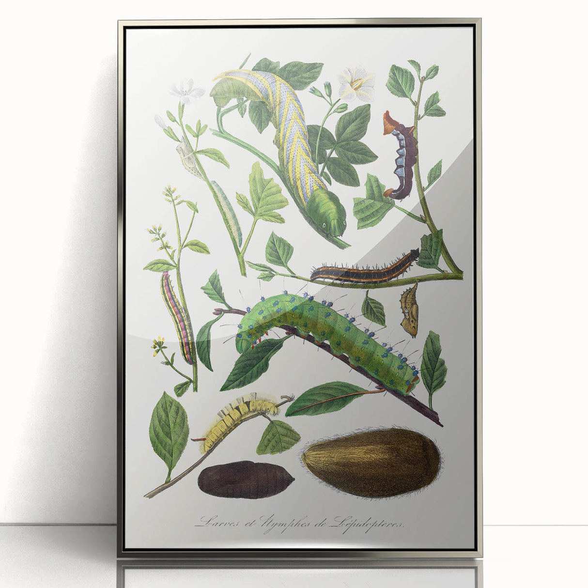 Famous Romantic Era Art - Caterpillar Illustration Canvas Print