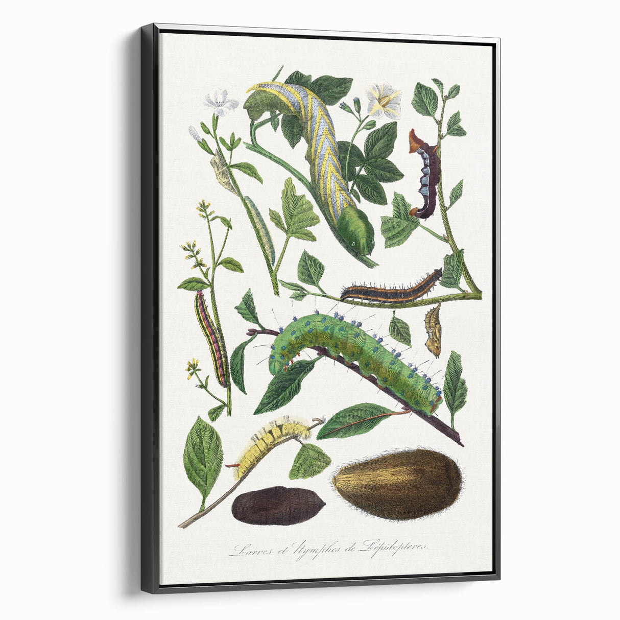 Famous Romantic Era Art - Caterpillar Illustration Canvas Print