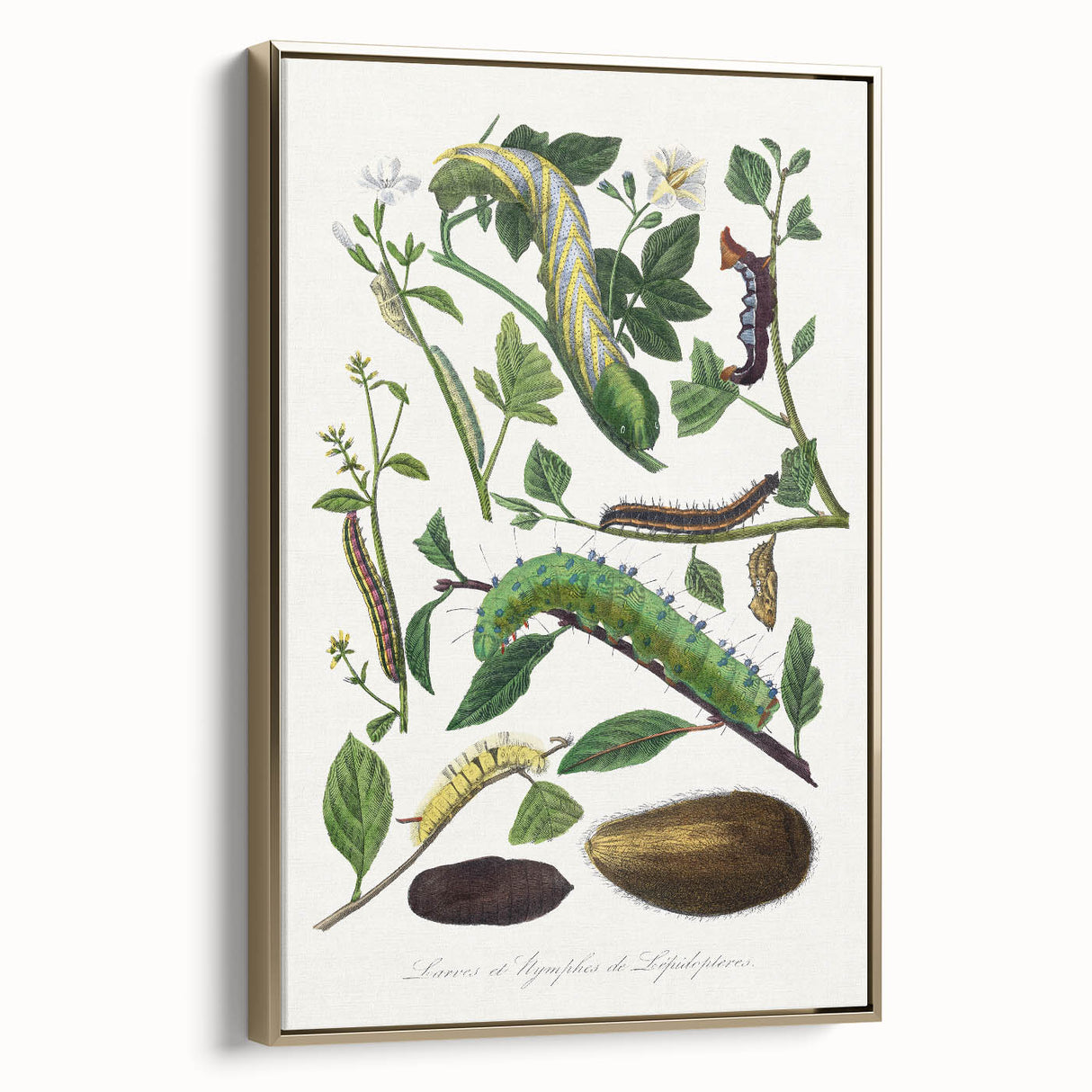Famous Romantic Era Art - Caterpillar Illustration Canvas Print