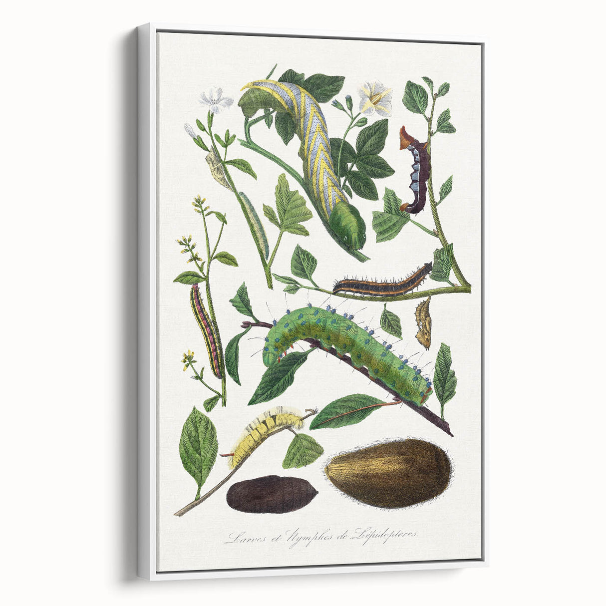 Famous Romantic Era Art - Caterpillar Illustration Canvas Print