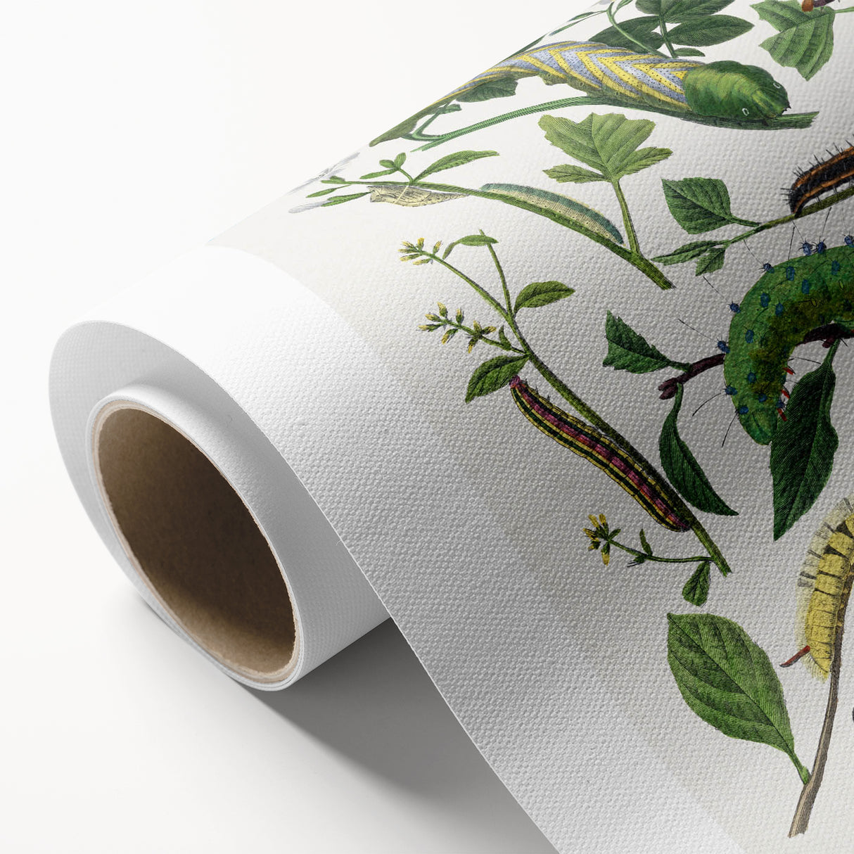 Famous Romantic Era Art - Caterpillar Illustration Canvas Print