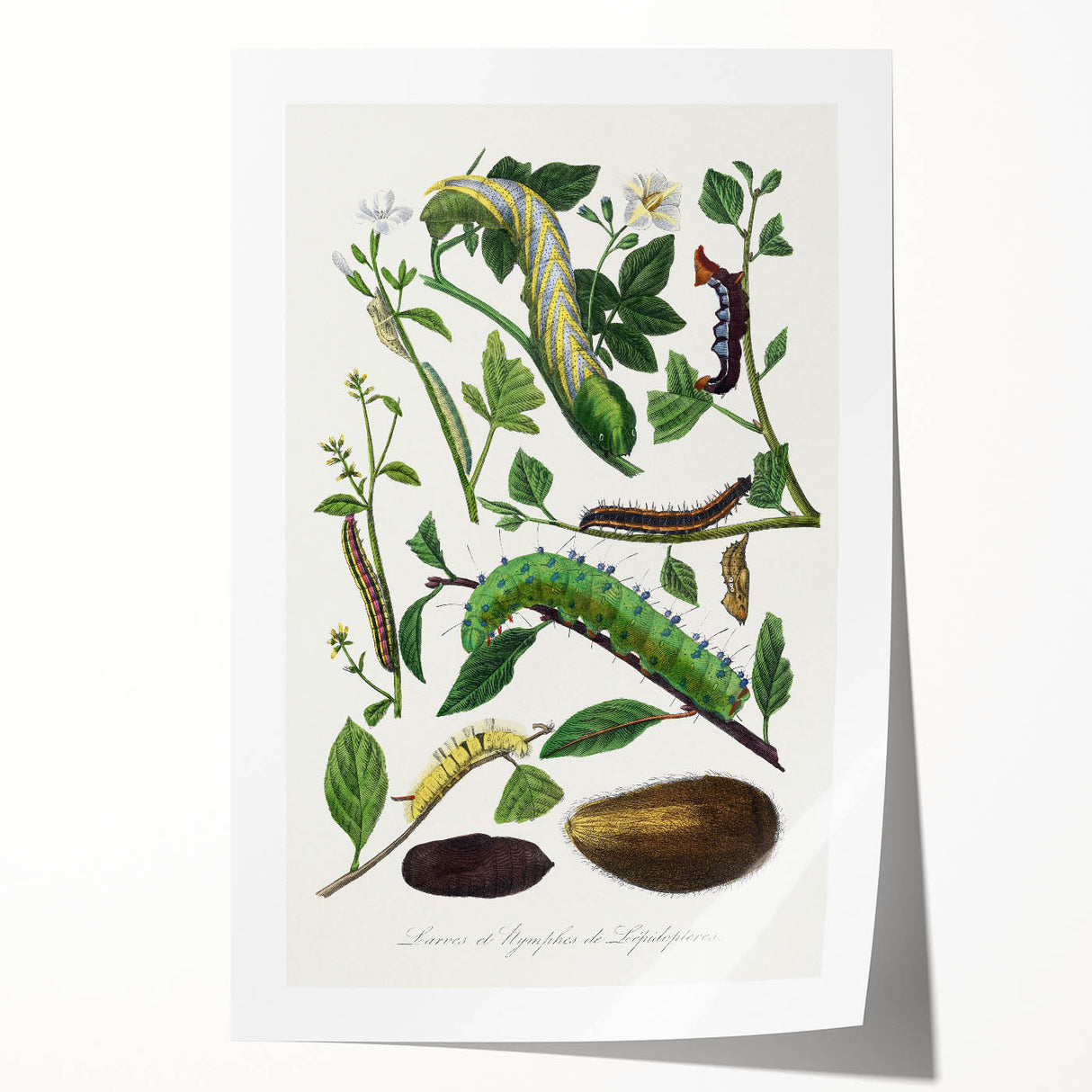 Famous Romantic Era Art - Caterpillar Illustration Canvas Print
