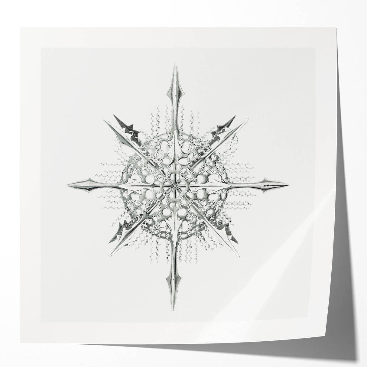 Modern Wall Art – Intricate Vintage Marine Life Illustration