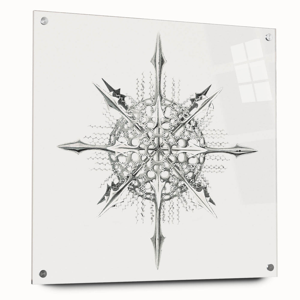 Modern Wall Art – Intricate Vintage Marine Life Illustration