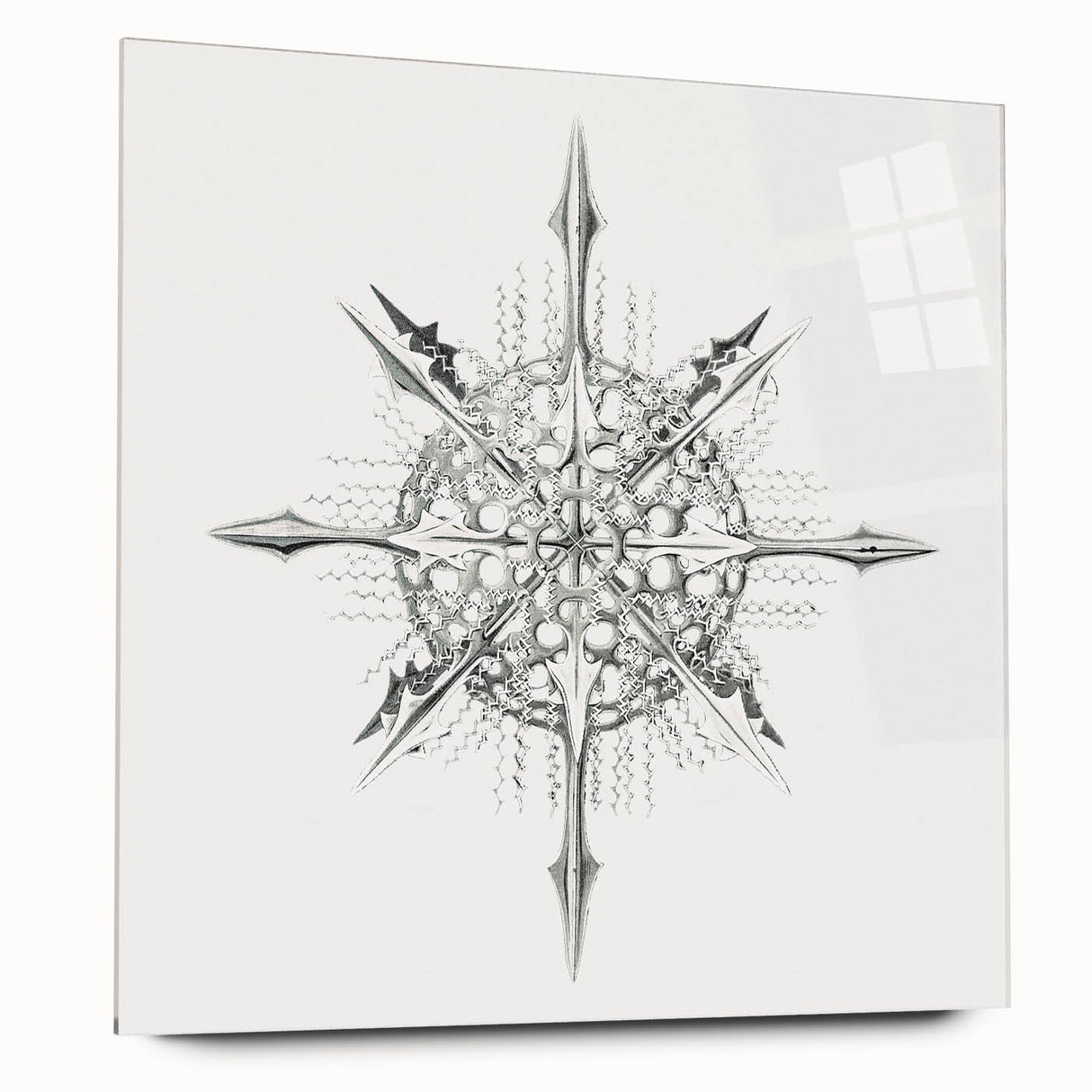 Modern Wall Art – Intricate Vintage Marine Life Illustration