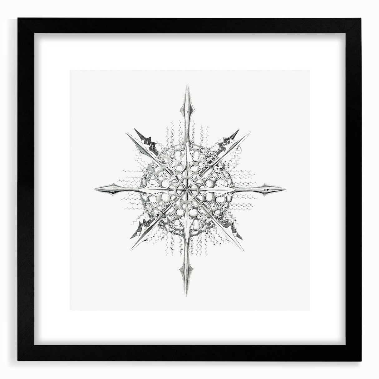 Modern Wall Art – Intricate Vintage Marine Life Illustration