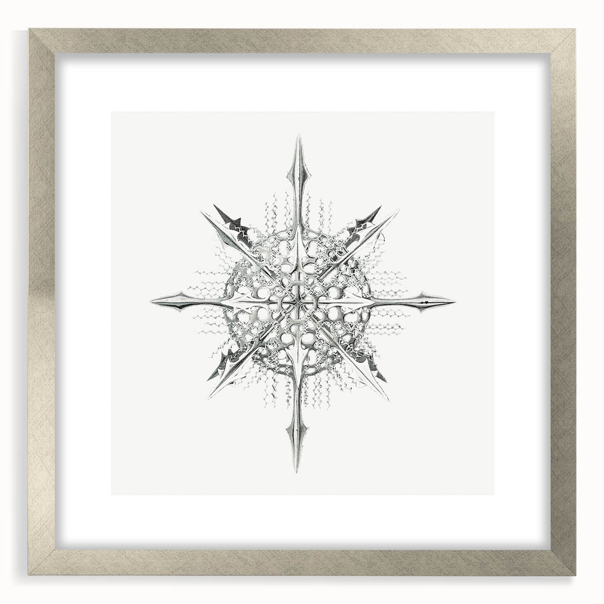 Modern Wall Art – Intricate Vintage Marine Life Illustration