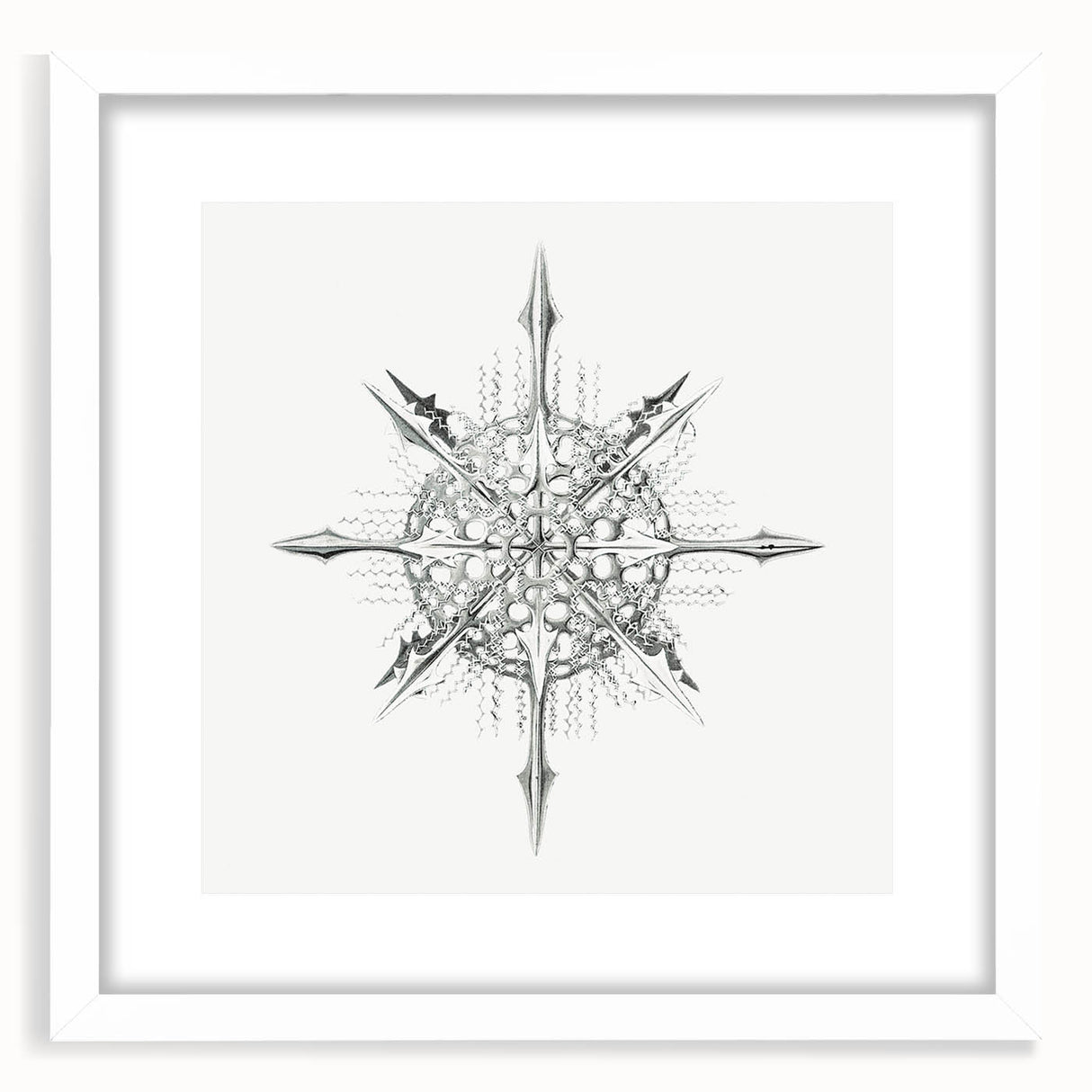 Modern Wall Art – Intricate Vintage Marine Life Illustration