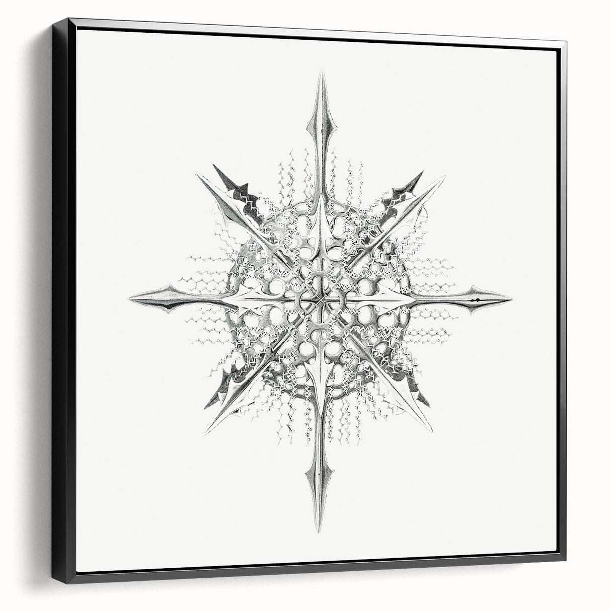 Modern Wall Art – Intricate Vintage Marine Life Illustration