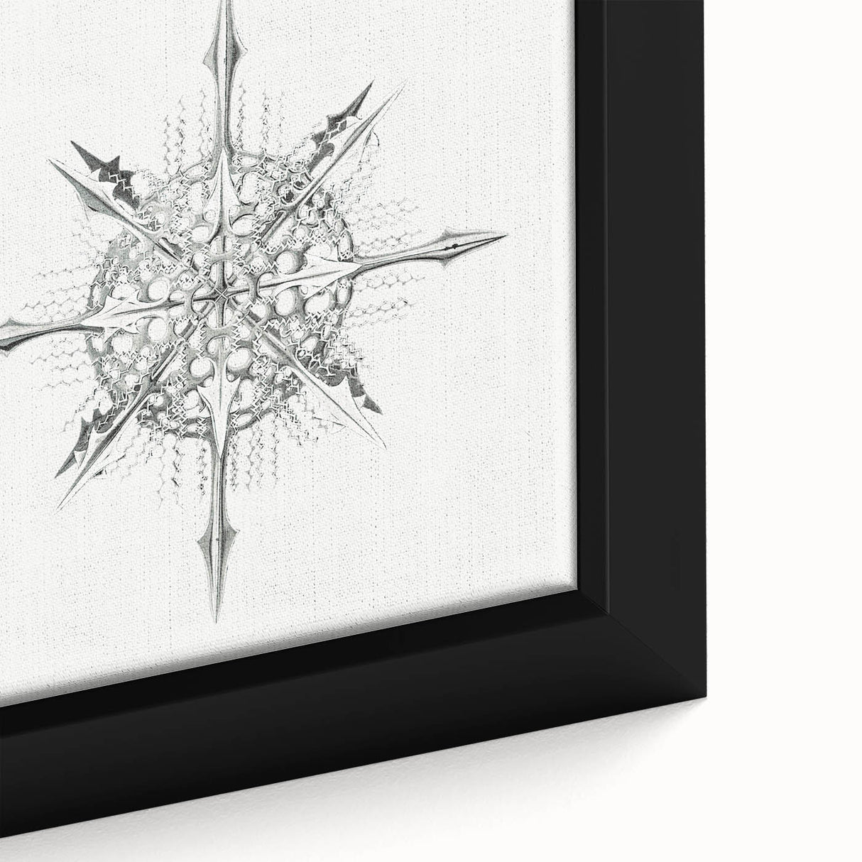Modern Wall Art – Intricate Vintage Marine Life Illustration