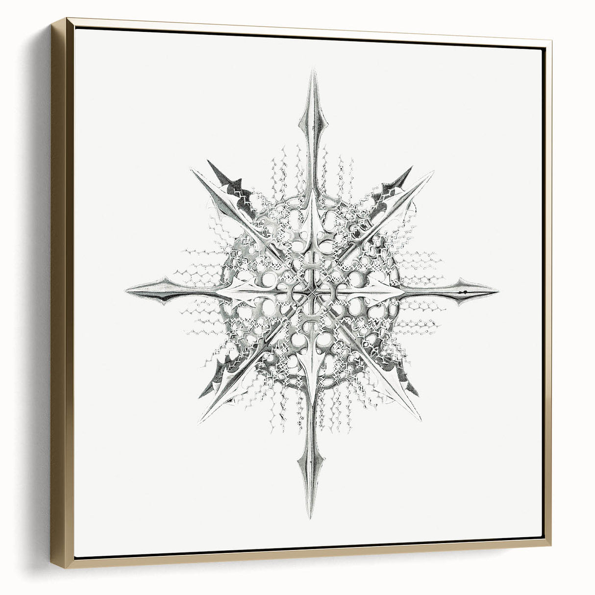 Modern Wall Art – Intricate Vintage Marine Life Illustration