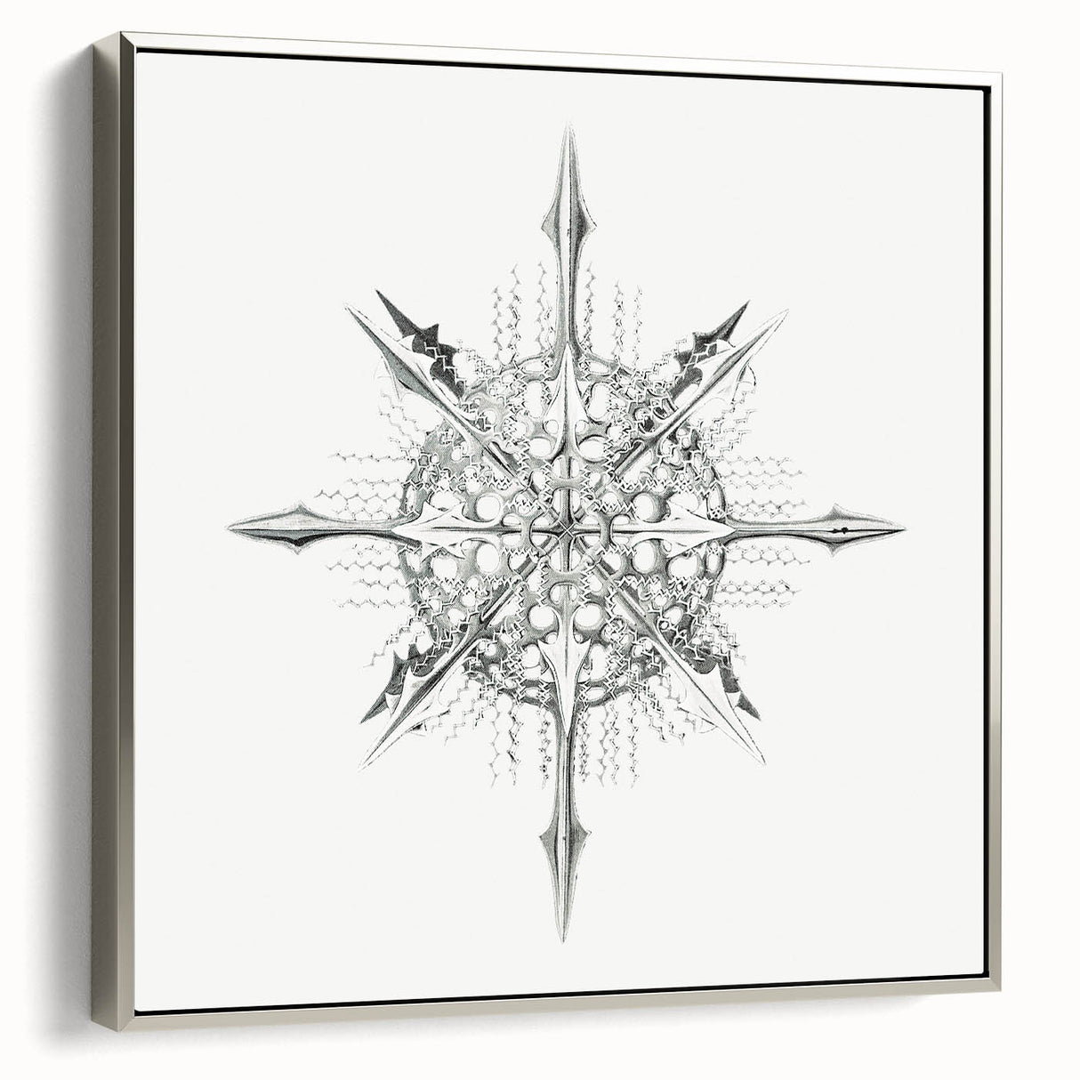 Modern Wall Art – Intricate Vintage Marine Life Illustration