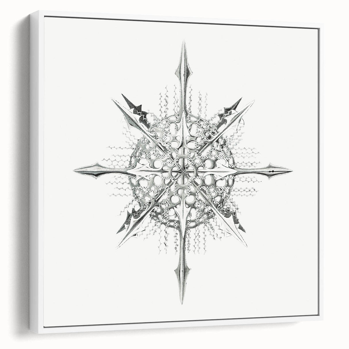 Modern Wall Art – Intricate Vintage Marine Life Illustration