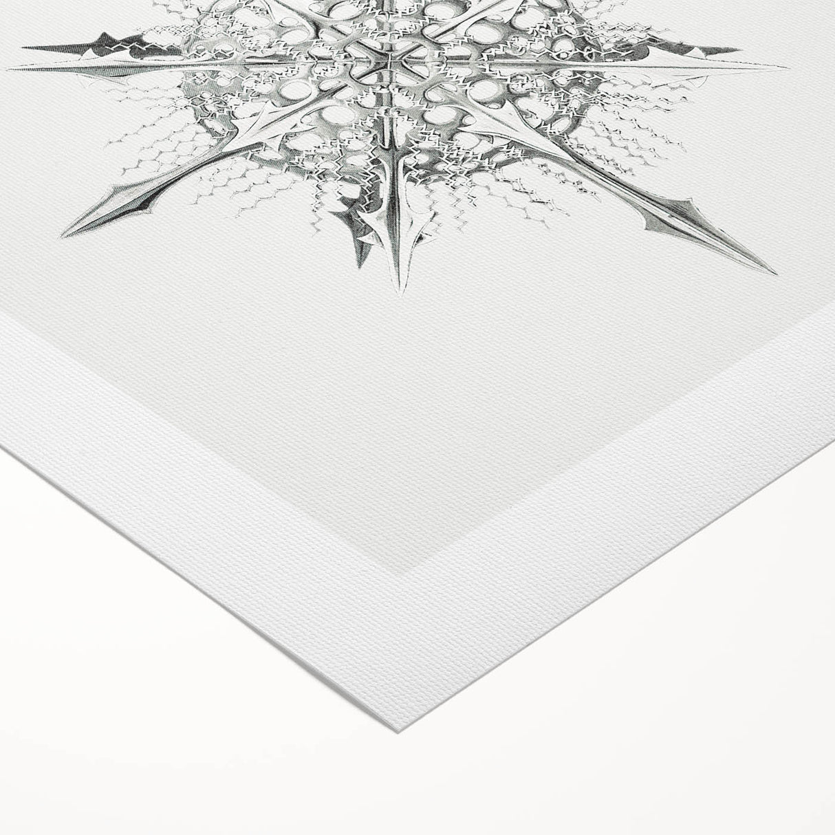 Modern Wall Art – Intricate Vintage Marine Life Illustration