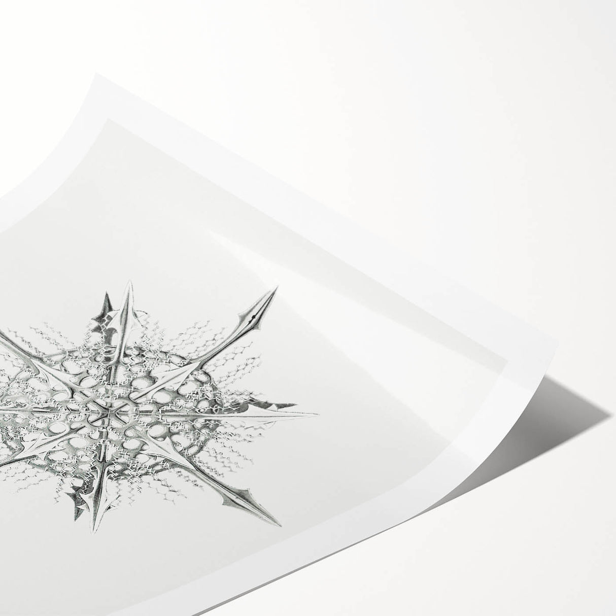 Modern Wall Art – Intricate Vintage Marine Life Illustration