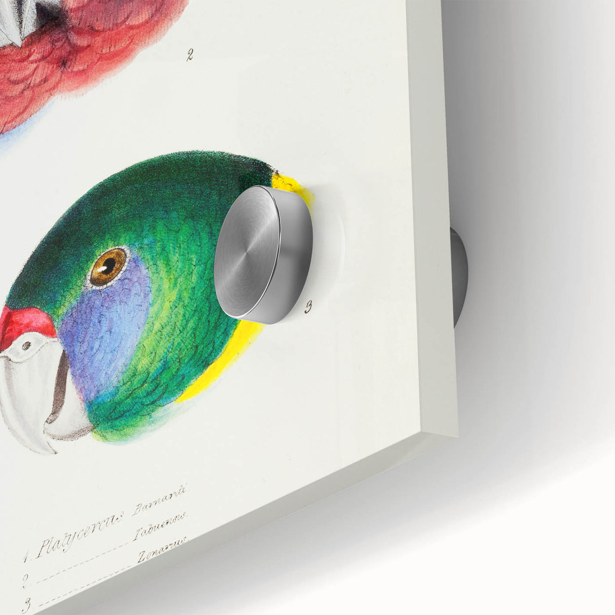 Famous Romantic Era Art - Australian Bird Heads Illustration Canvas Print