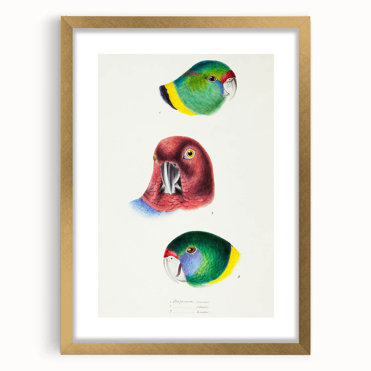 Famous Romantic Era Art - Australian Bird Heads Illustration Canvas Print