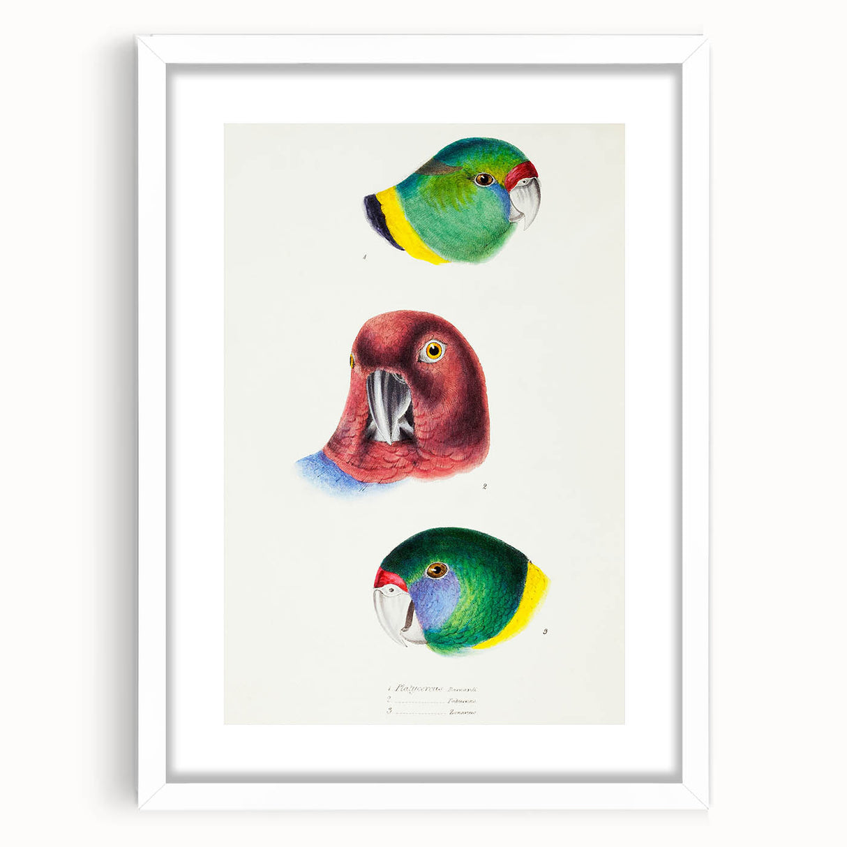 Famous Romantic Era Art - Australian Bird Heads Illustration Canvas Print