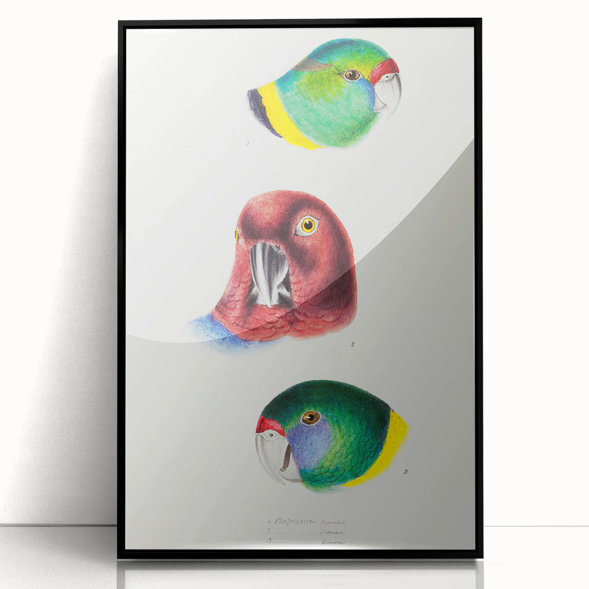 Famous Romantic Era Art - Australian Bird Heads Illustration Canvas Print