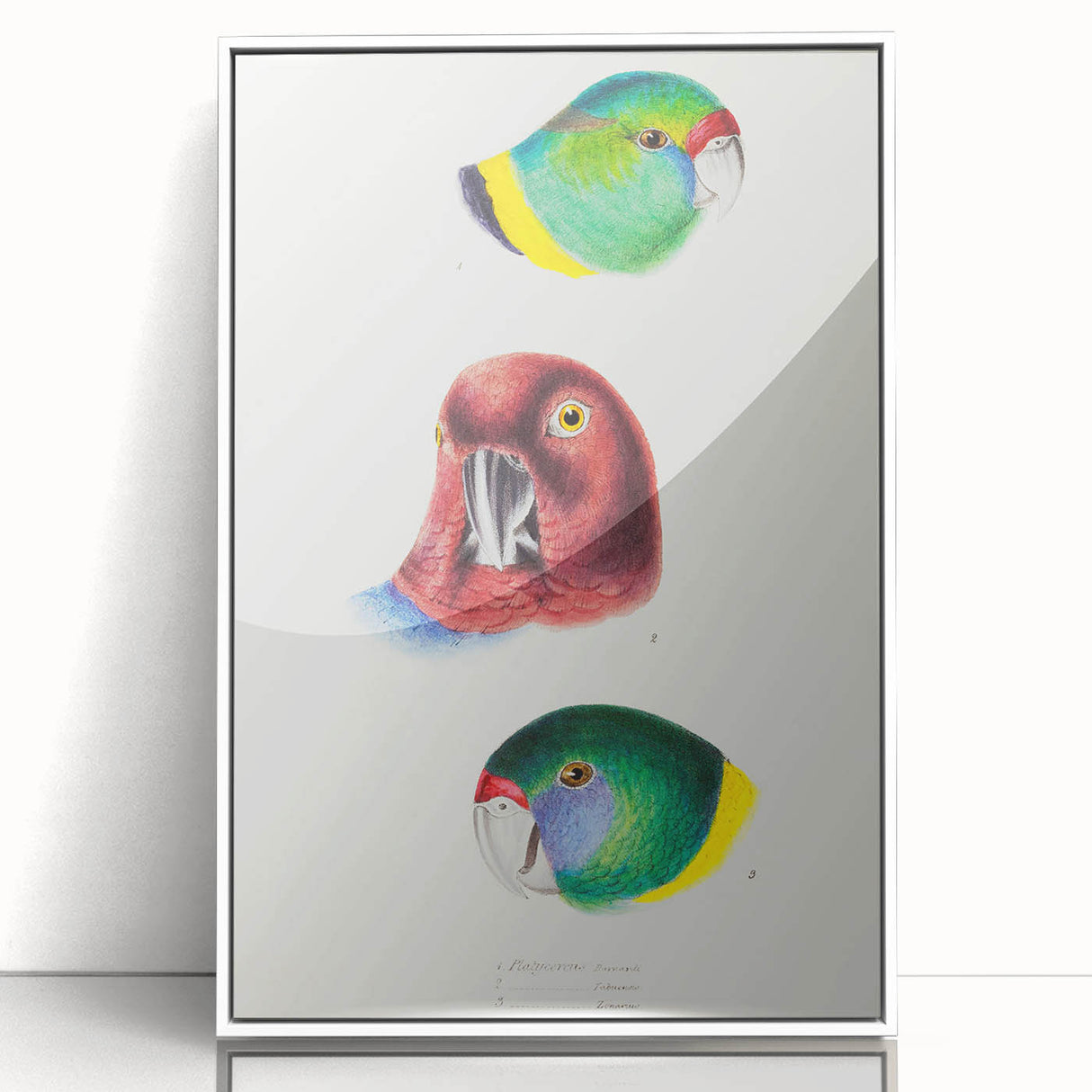 Famous Romantic Era Art - Australian Bird Heads Illustration Canvas Print
