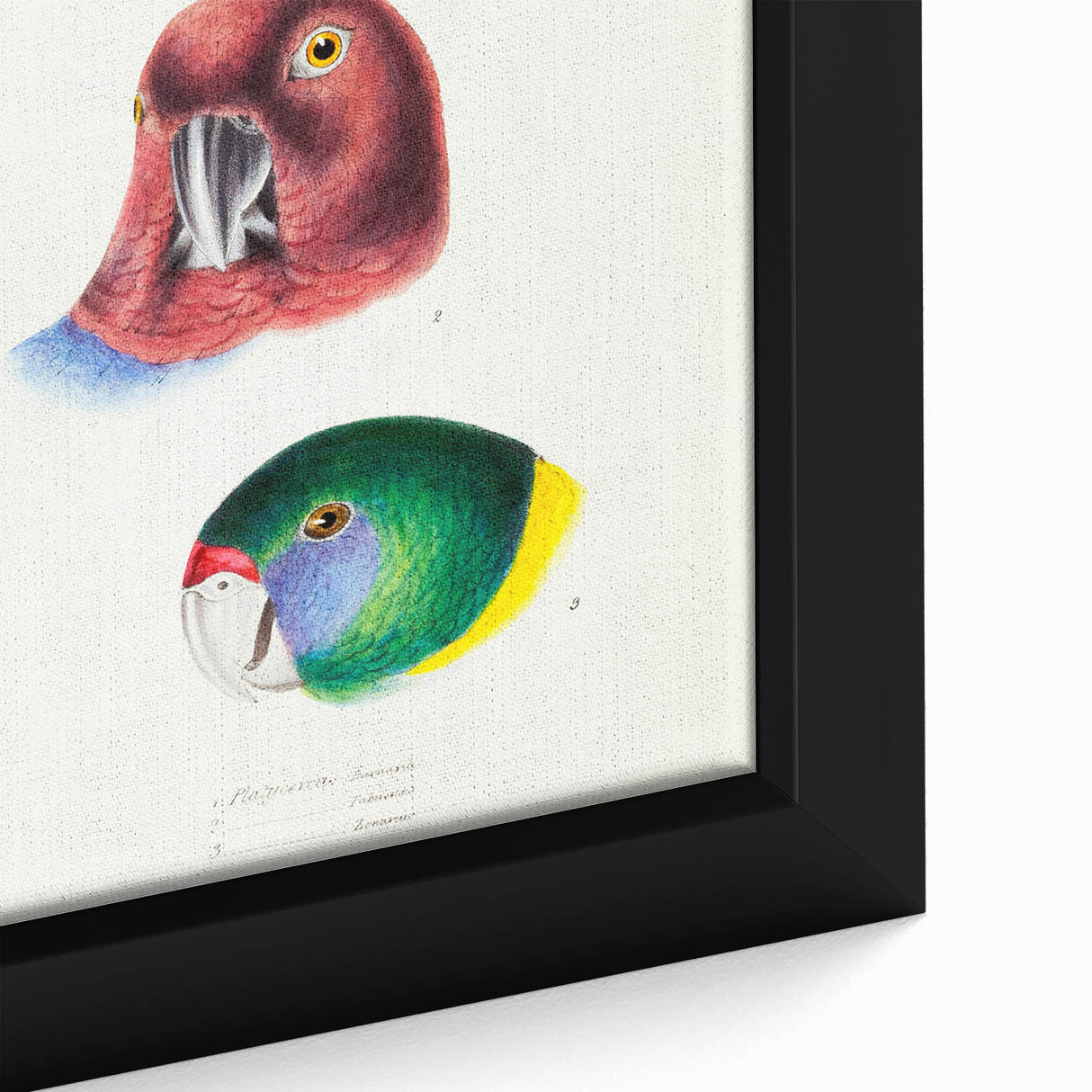 Famous Romantic Era Art - Australian Bird Heads Illustration Canvas Print
