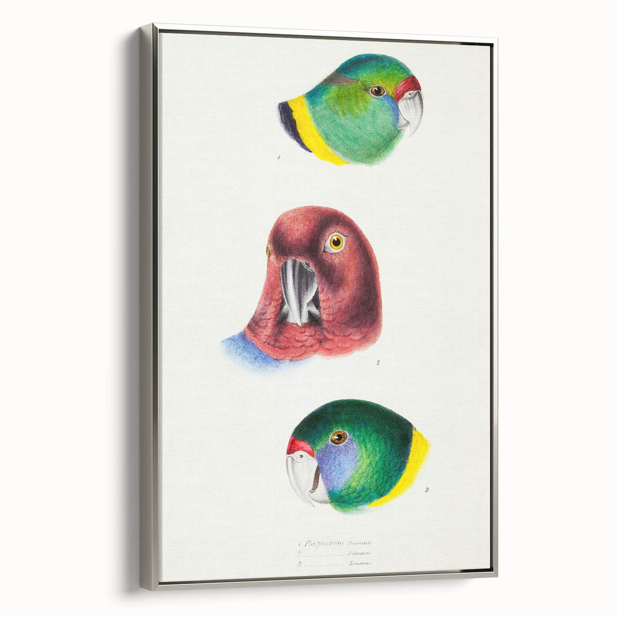 Famous Romantic Era Art - Australian Bird Heads Illustration Canvas Print