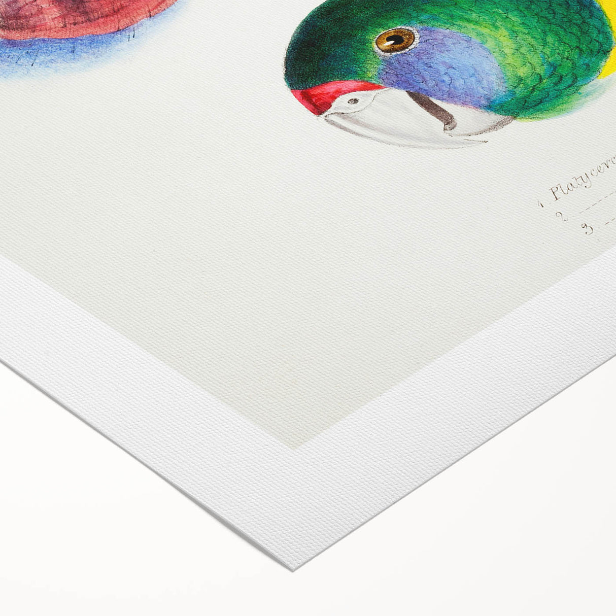 Famous Romantic Era Art - Australian Bird Heads Illustration Canvas Print