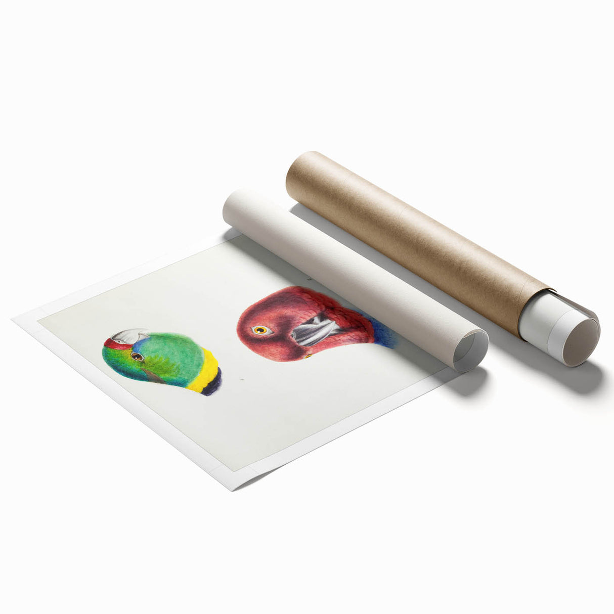 Famous Romantic Era Art - Australian Bird Heads Illustration Canvas Print