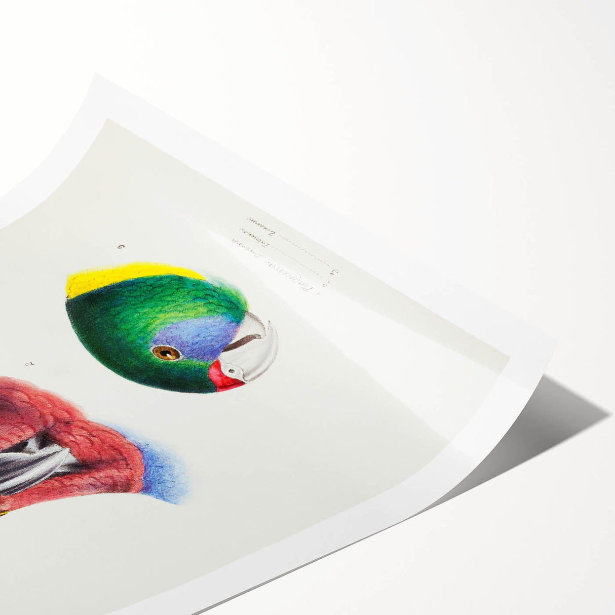 Famous Romantic Era Art - Australian Bird Heads Illustration Canvas Print