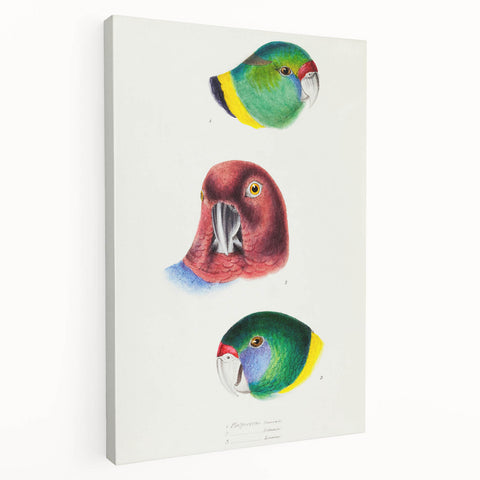 Famous Romantic Era Art - Australian Bird Heads Illustration Canvas Print