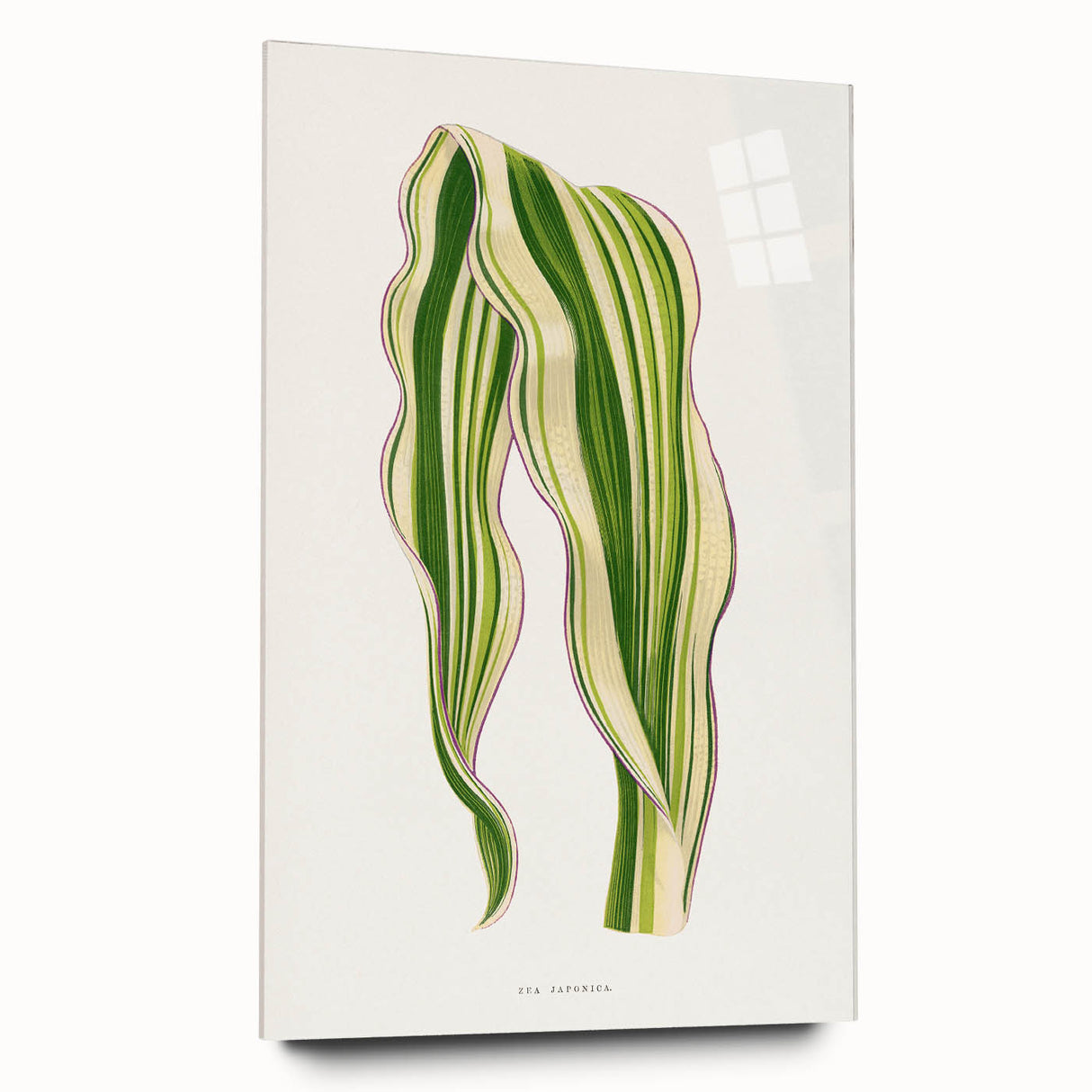 Historical Romanticism Canvas: Green Zea Japonica - Classic Art Prints