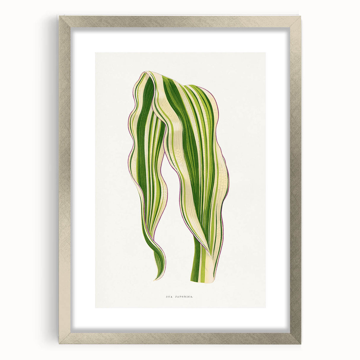 Historical Romanticism Canvas: Green Zea Japonica - Classic Art Prints