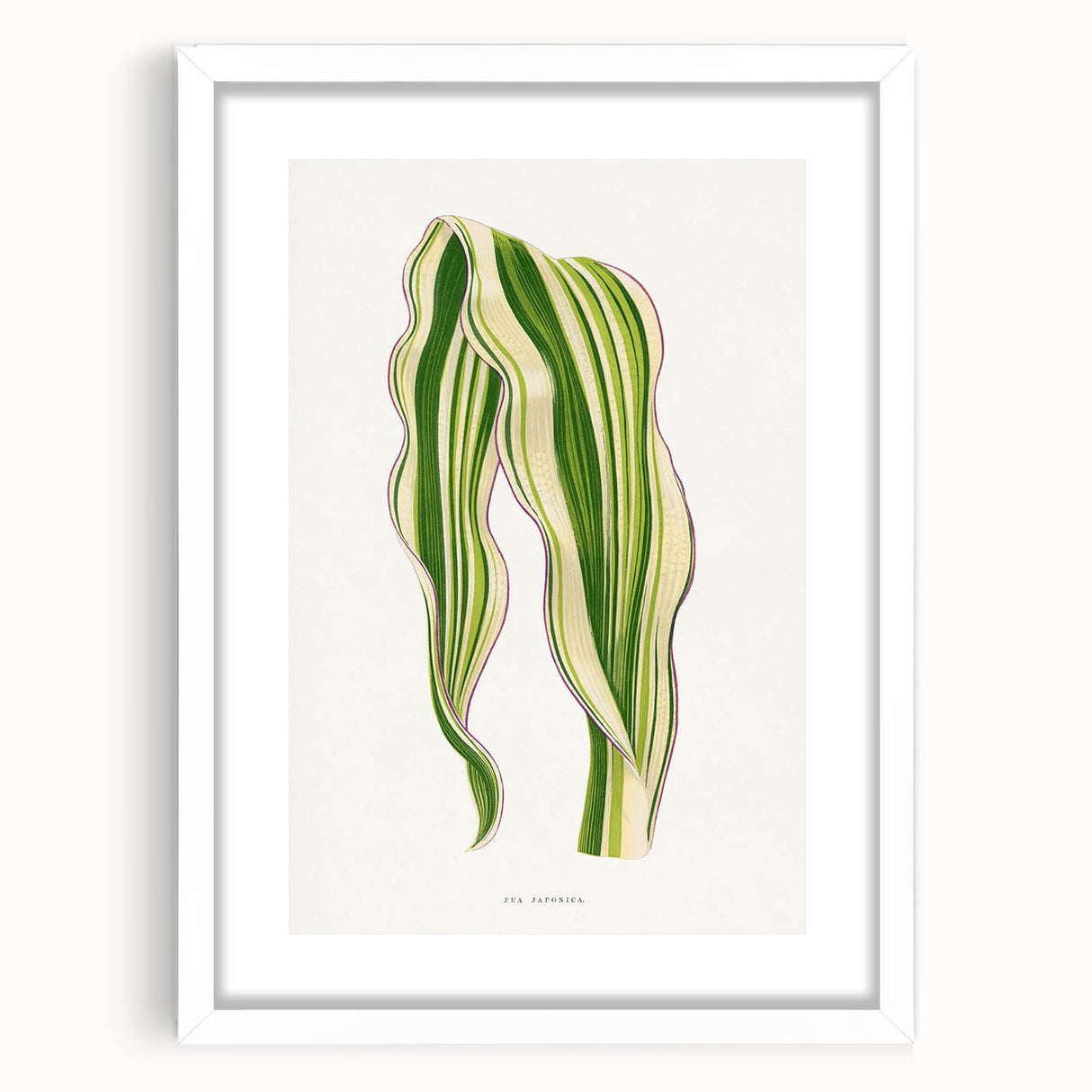 Historical Romanticism Canvas: Green Zea Japonica - Classic Art Prints