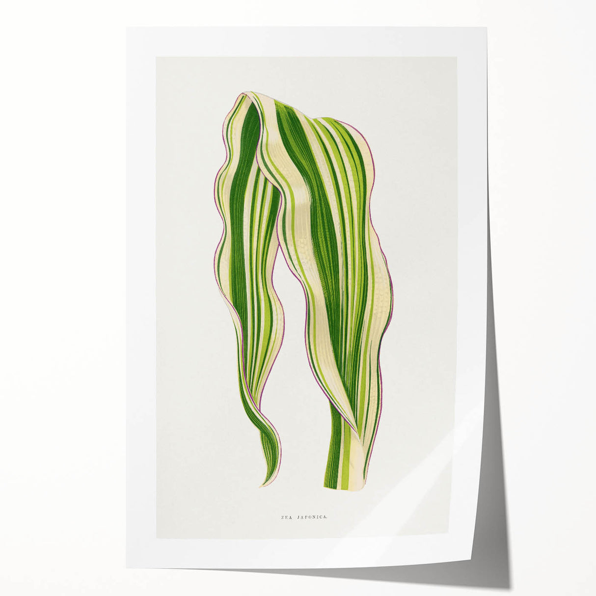 Historical Romanticism Canvas: Green Zea Japonica - Classic Art Prints